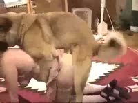 Animal Porn Video - Naughty doggy gets wild with a floozy